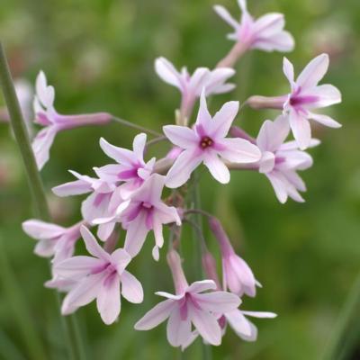 Tulbaghia 'Purple Eye'